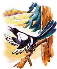 Сказка на ночь про сороку. Читать и слушать Сказка на ночь про сороку. Читать и слушать