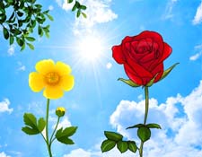 Сказка на ночь «Путешествие лепестка». Читать и слушать Сказка на ночь «Путешествие лепестка». Читать и слушать