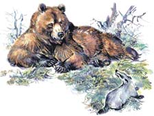 Викторина по сказке Сладкова «Барсук и медведь» (с ответами)