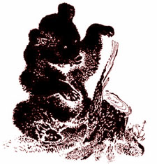 Музыкант (В.Бианки) - слушать рассказ Музыкант (В.Бианки) - слушать рассказ