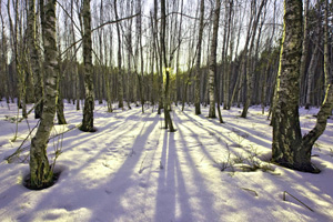 Рассказ про весенний лес Рассказ про весенний лес